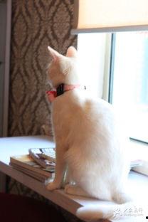 猫咪吃瓜背影图片,背影成萌宠焦点  第1张